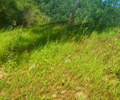 柳關欒盧鉛鋅礦|治理排土“瘡疤”，繪就綠色畫卷
